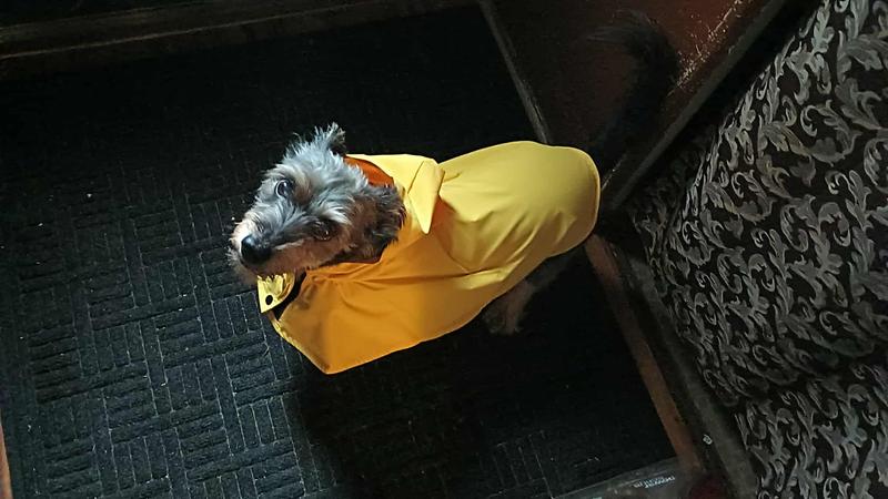 Chase in his raincoat! 😍