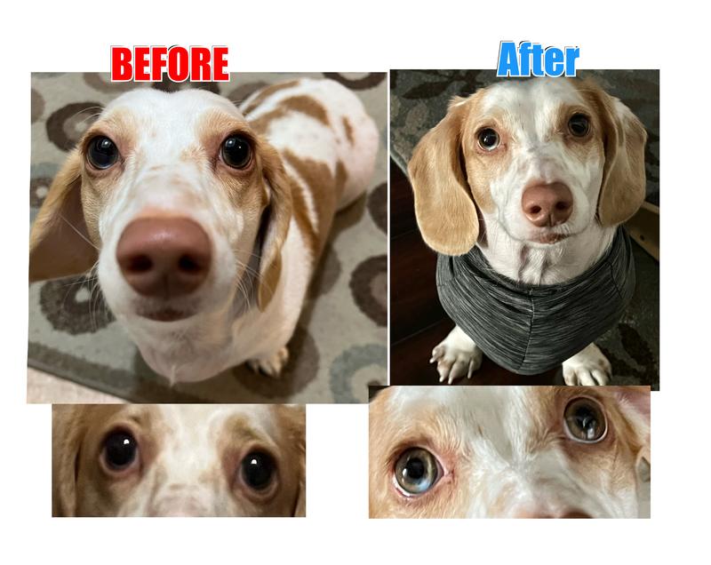 Before/After Apoquil difference shows puffy swollen red eyes have reduced. His hair is growing back, the lesions are gone and he’s not scratching constantly.