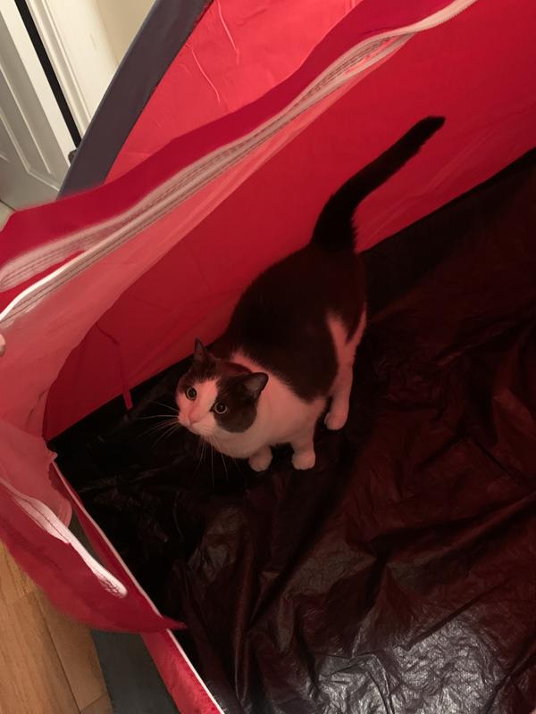 Zee enjoying the tent