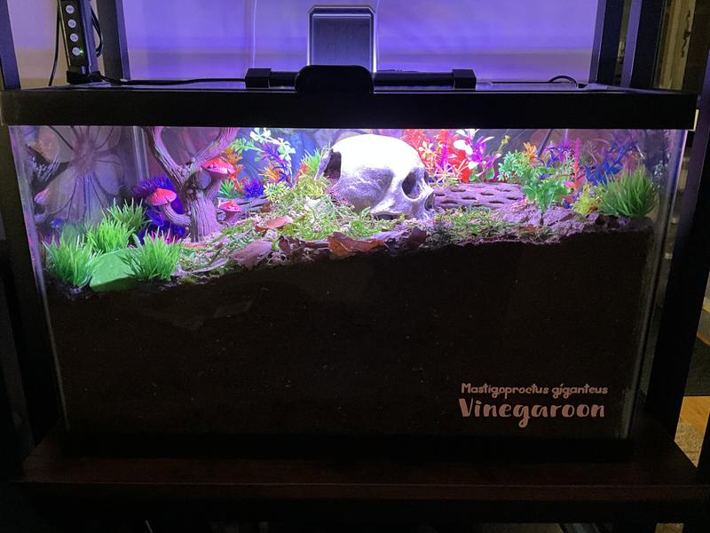 7-8” of substrate, moss, leaves, cork and cholla hides, heat mat on side, digital hygrometer.
