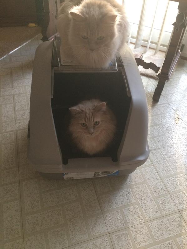 Abby and Emma checking out their new box