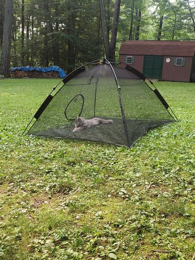 Happy habitat cat clearance tent