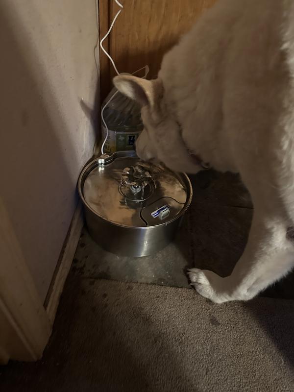 Gracie loves the new fountain.