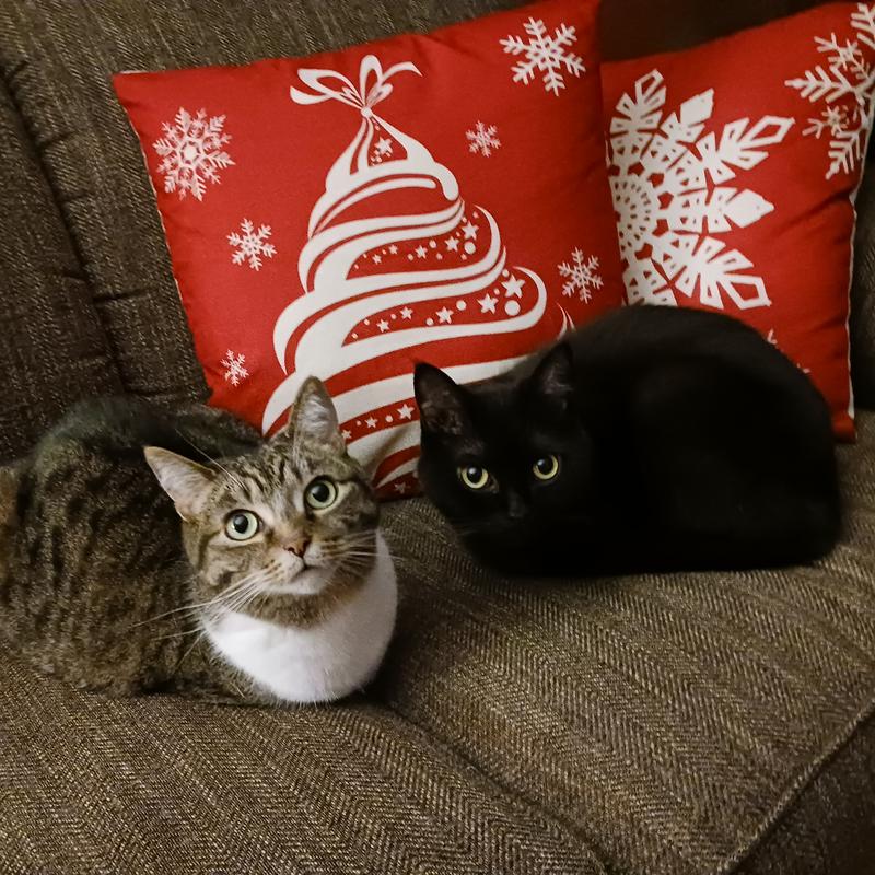 We love Boxiecat litter!
