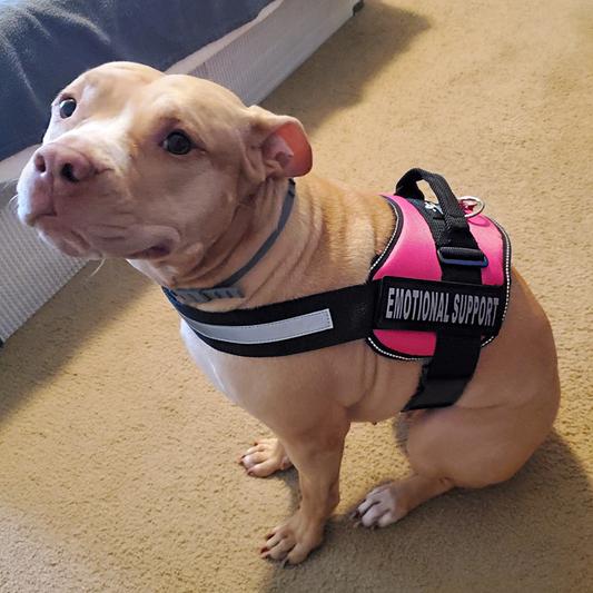 Chewy emotional best sale support vest