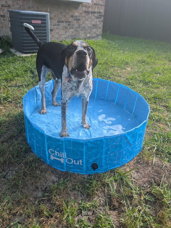ALLFORPAWS Chill Out Splash & Fun Pool Dog Toy, Medium - Chewy.com