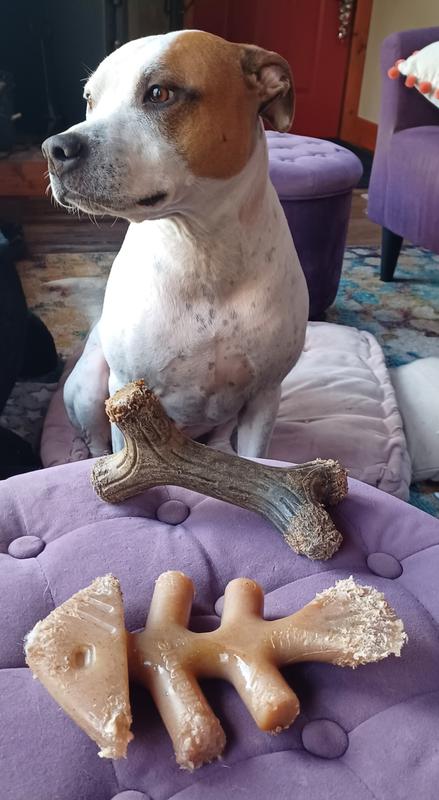 Obviously Well Chewed and Loved!