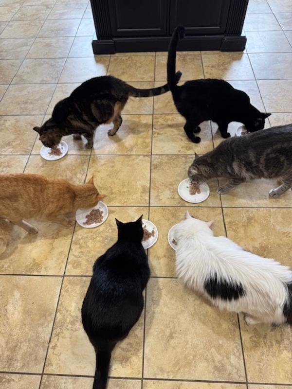 Six of my kittens and cats digging in!!