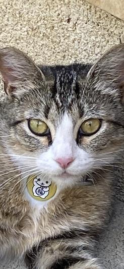 Bunny with her new id tad