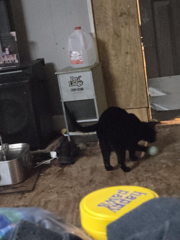 Salem loves the ball