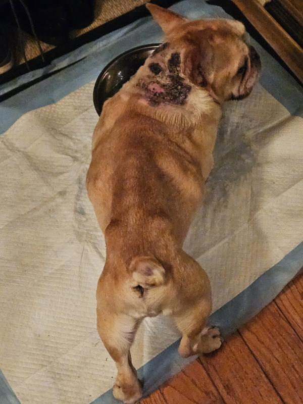 Cushings is a terrible disease. He looks like he is starving even though he will eat