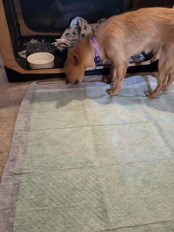 Sif on the pad (20 lbs)