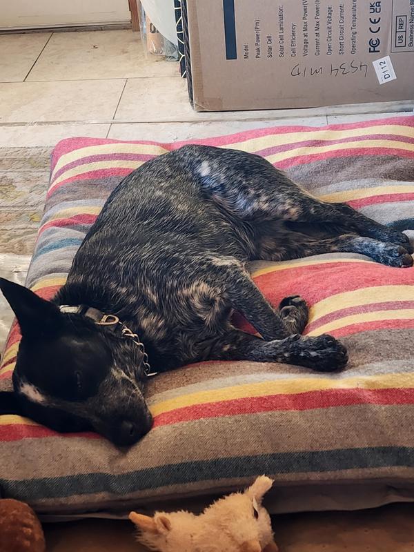 After a good meal of Acana!