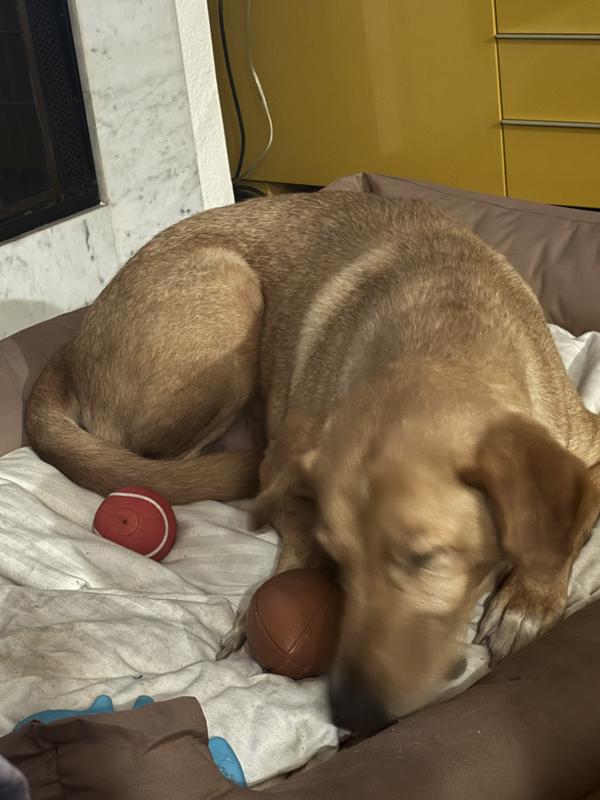 Getting those yummy treats