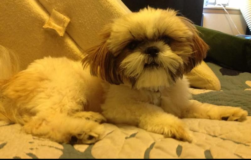 Quincy loves being brushed now!