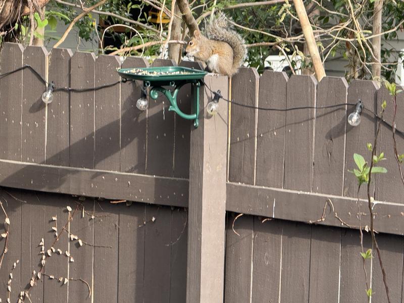Squirrels have to eat too! ☺️