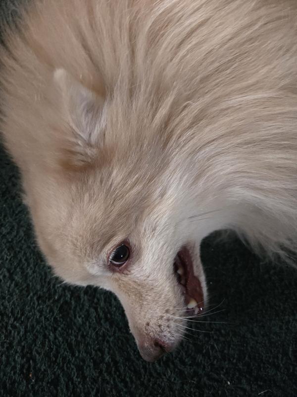 Growling at the stuff in his ears!