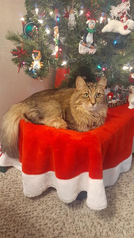 Duchess loves sleeping under the tree