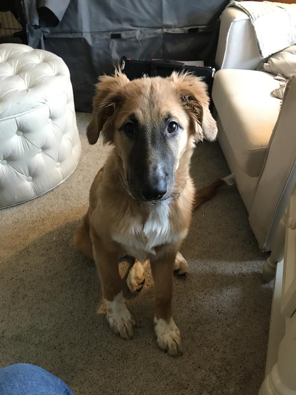 Posing quietly for a treat!