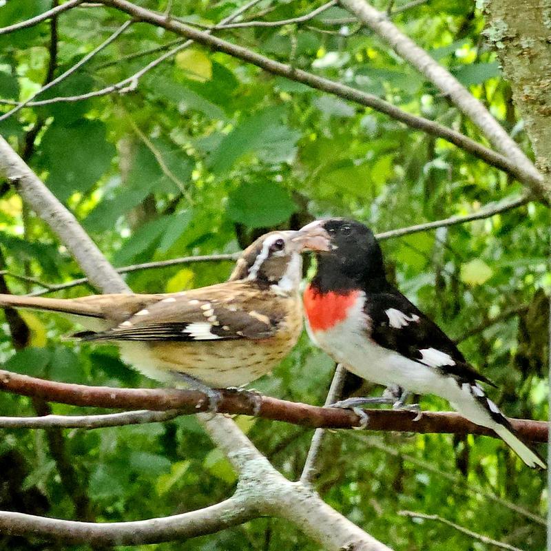 Rosy-breasted grosbeak sharing the mealworms (or maybe a sunflower seed)