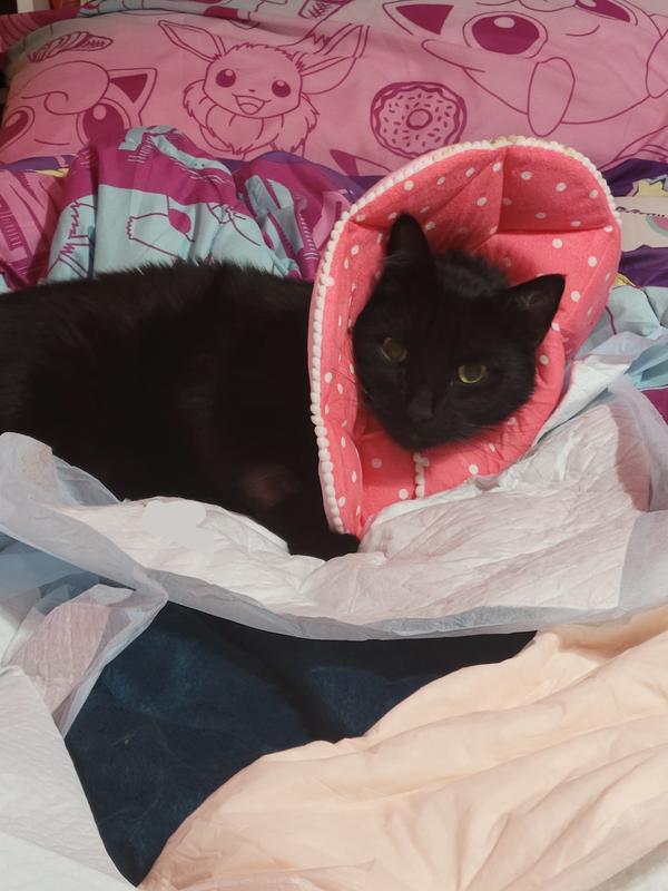 SUNGROW PostSurgery Soft Cone Dog & Cat Recovery Collar, Pink, Medium