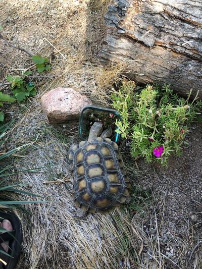 Juvenile "Primrose" chowing lunch