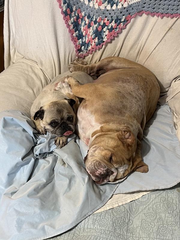 Happy dogs.