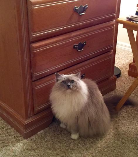 where'd ya hide da treats dis time mommy?