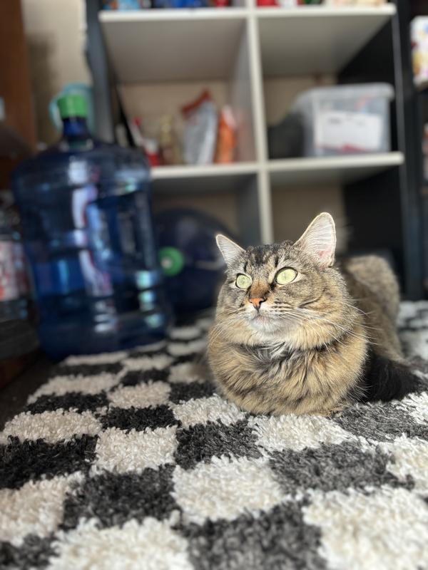 My 5 year old Luna Cat