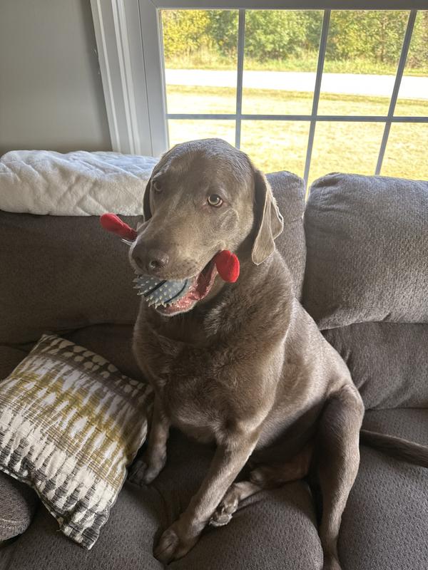 Mr. Krabs is in there with a ball.