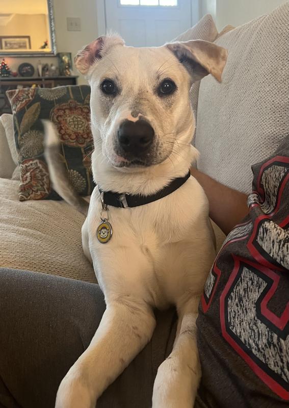 Happy dog with her new tag