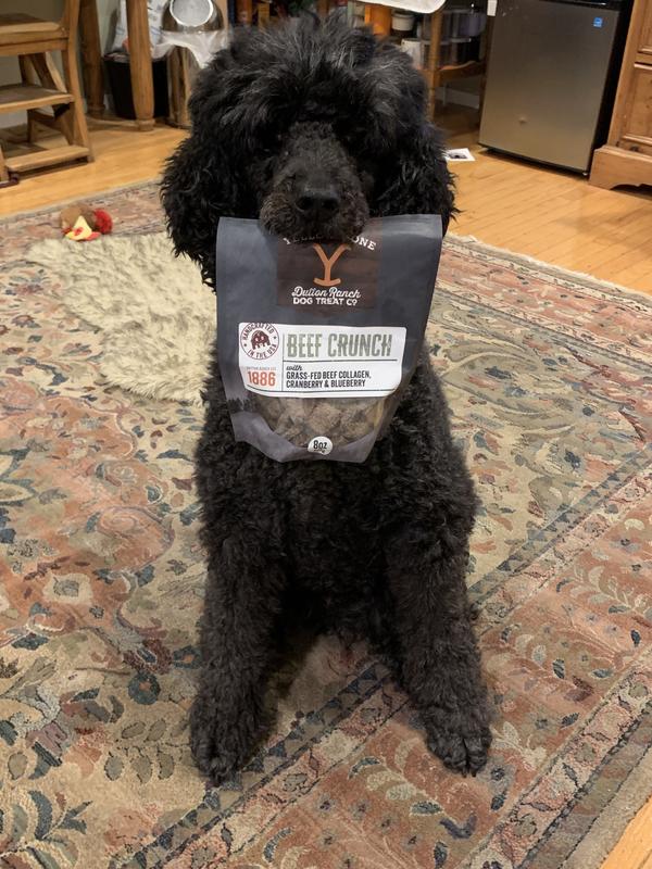 Do a trick, get a treat!