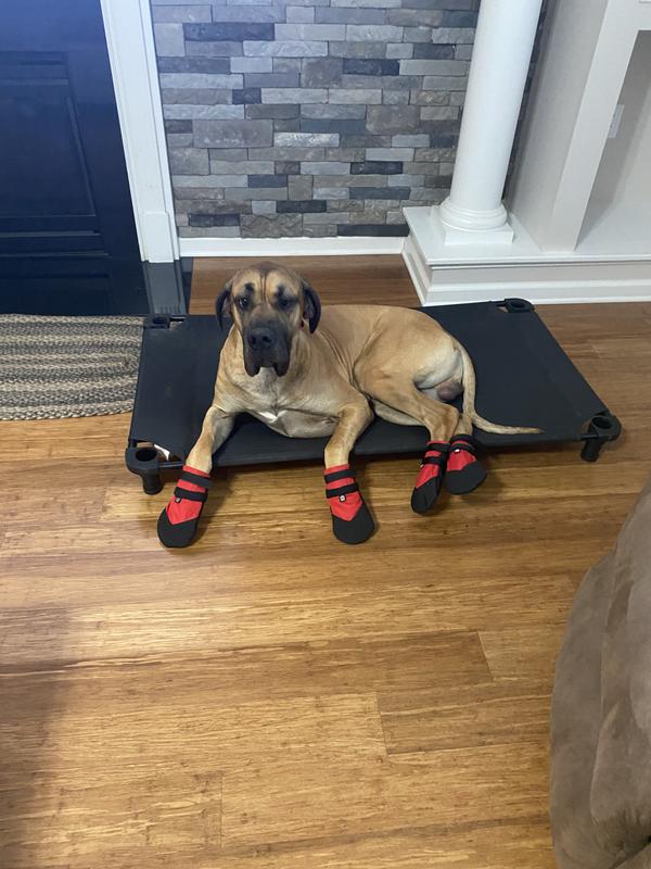 Chewy dog outlet boots