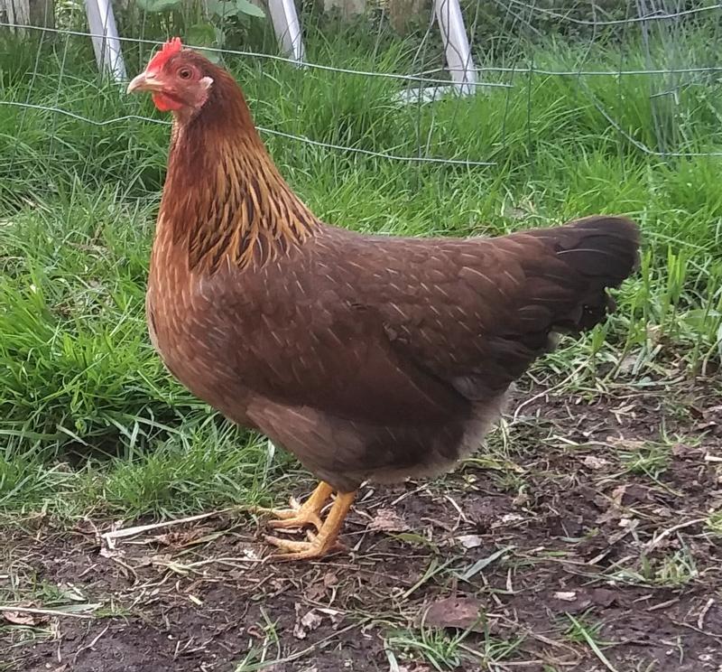 Jonquil the Welsummer Bantam hen