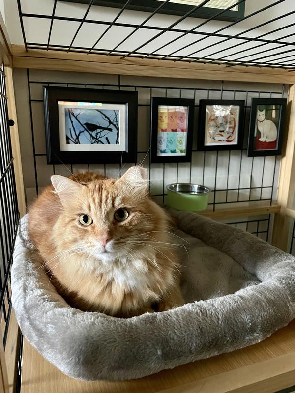 FRISCO Collapsible Wood Wire Cat Cage Playpen Level