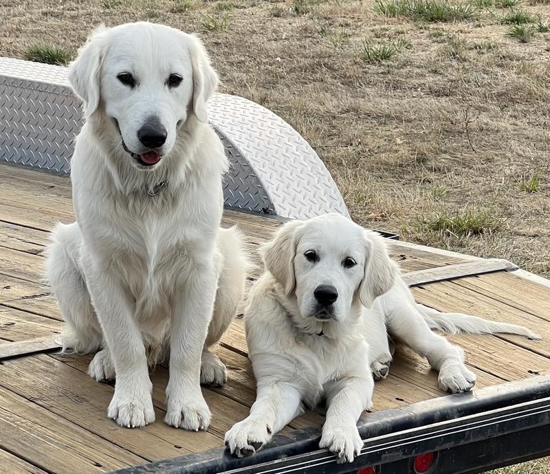 English Cream Golden Retrievers