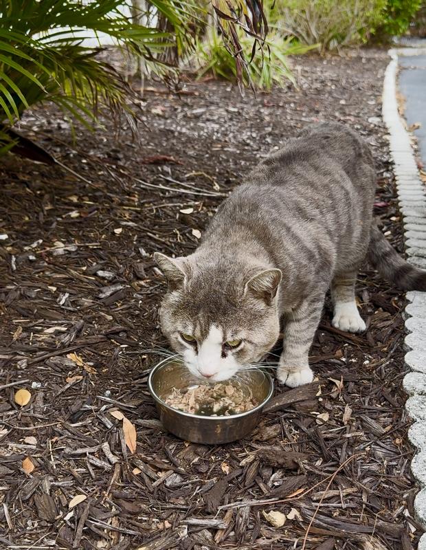 This is the little community cat I feed in our condo association that I’m hoping to bring in one day, but he loves this food!