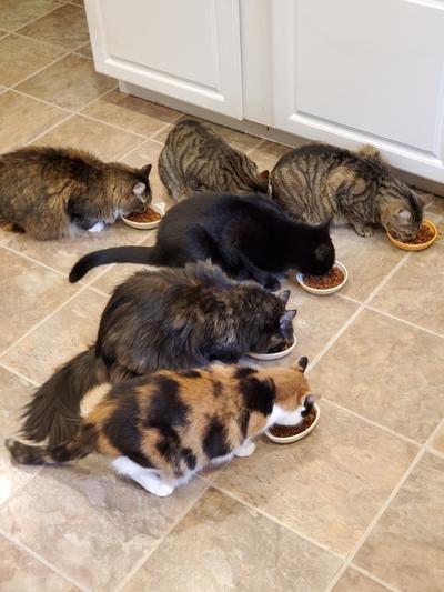6 of my crew the 7lb cats likes to eat alone