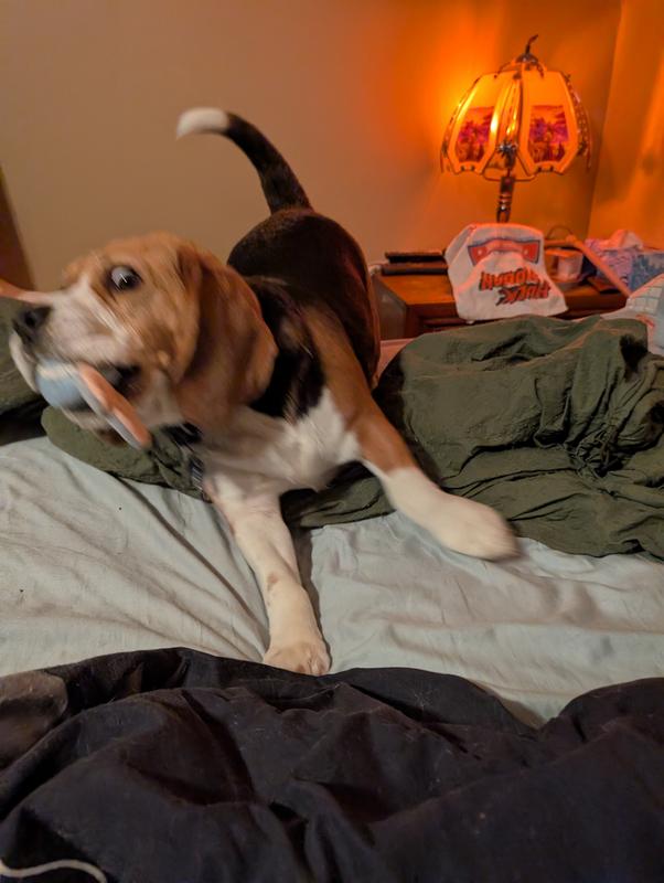 Beagle having fun