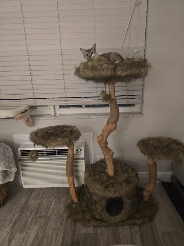 MAU Leone 50-in Modern Wooden Cat Tree & Condo, Brown - Chewy.com