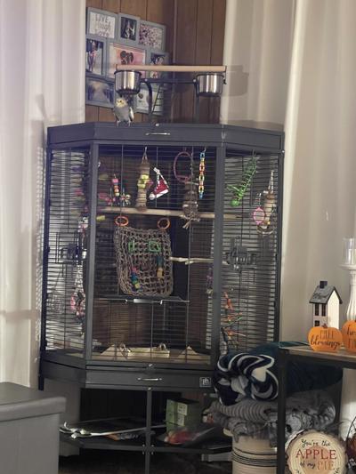 We have a cocktail I believe this is the perfect size for his sized bird he has room to move about.