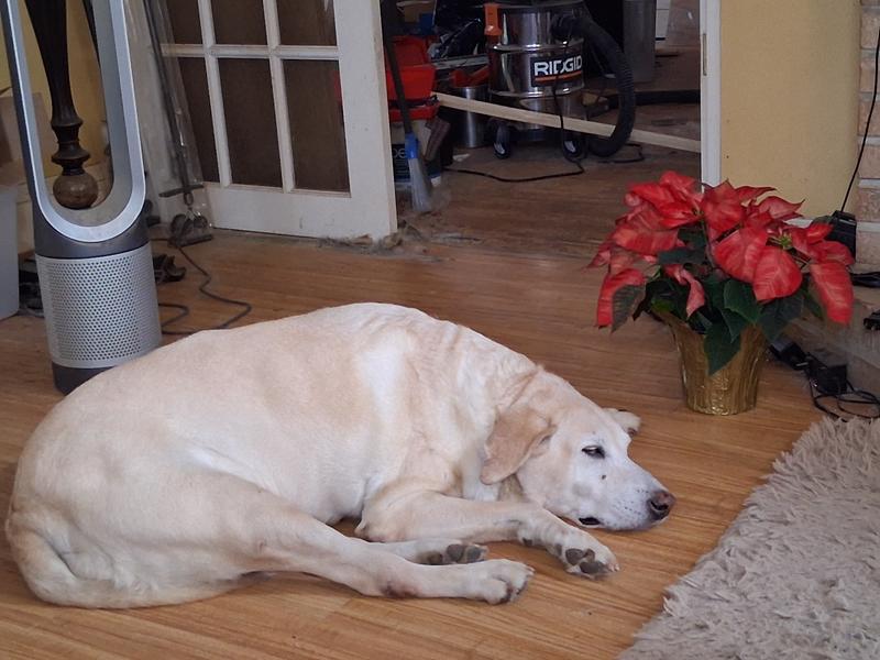 Merry Christmas to all the folks at Chewy.