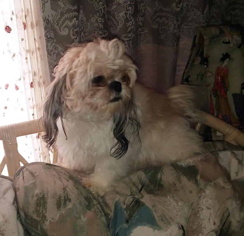 Paisley is Mom to Cocoa & Violet. She is a lovely Shihpoo.