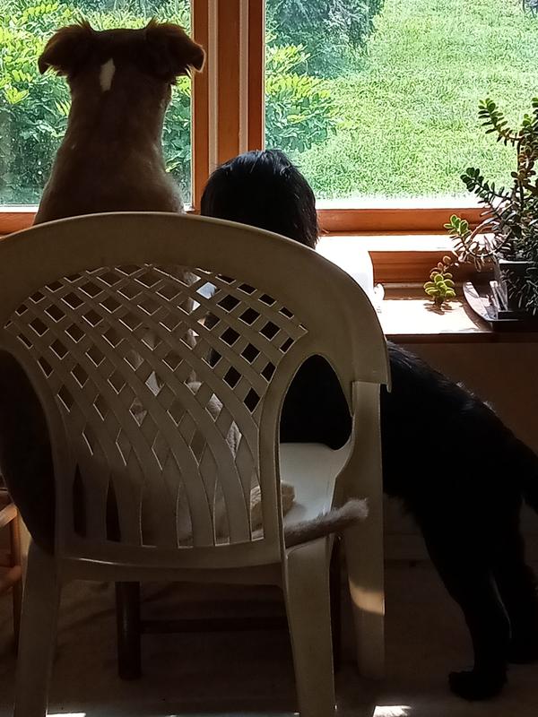 Keeping a lookout for a friend.