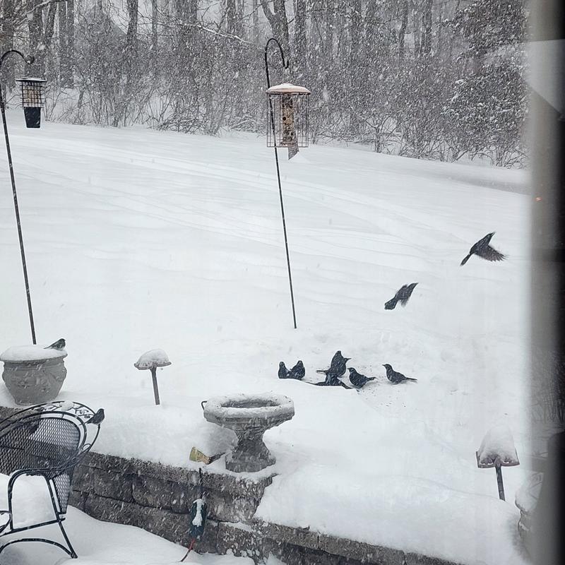 Crows couldn't get at the seed!