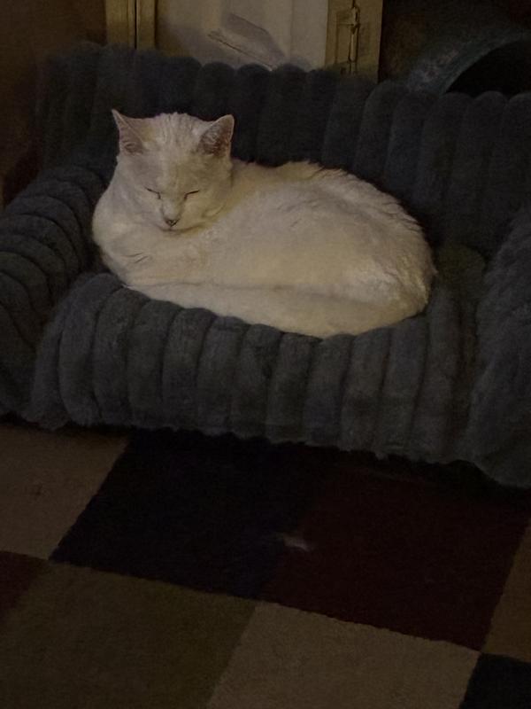 Jinx curled right up on it