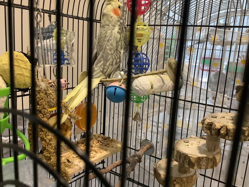 Luna is standing on top of an empty treat stick.  She wants more!