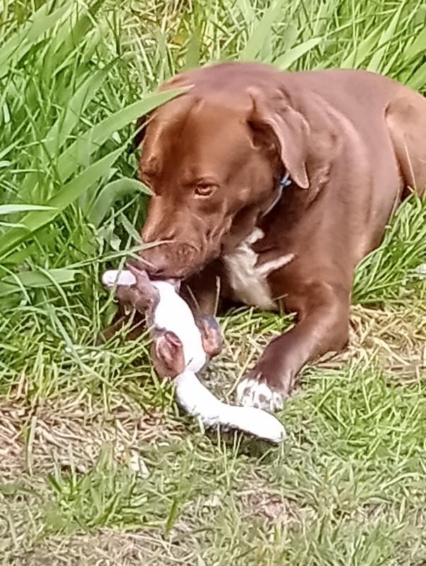 Out playing width, his toy squibble.