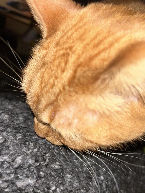 Smelling the blanket where the treats used to be…