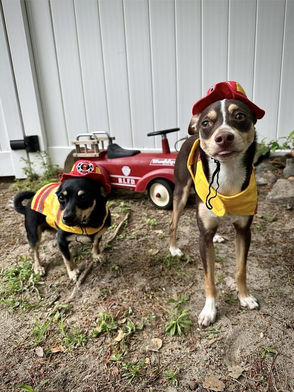 @two_cute_puppers on insta